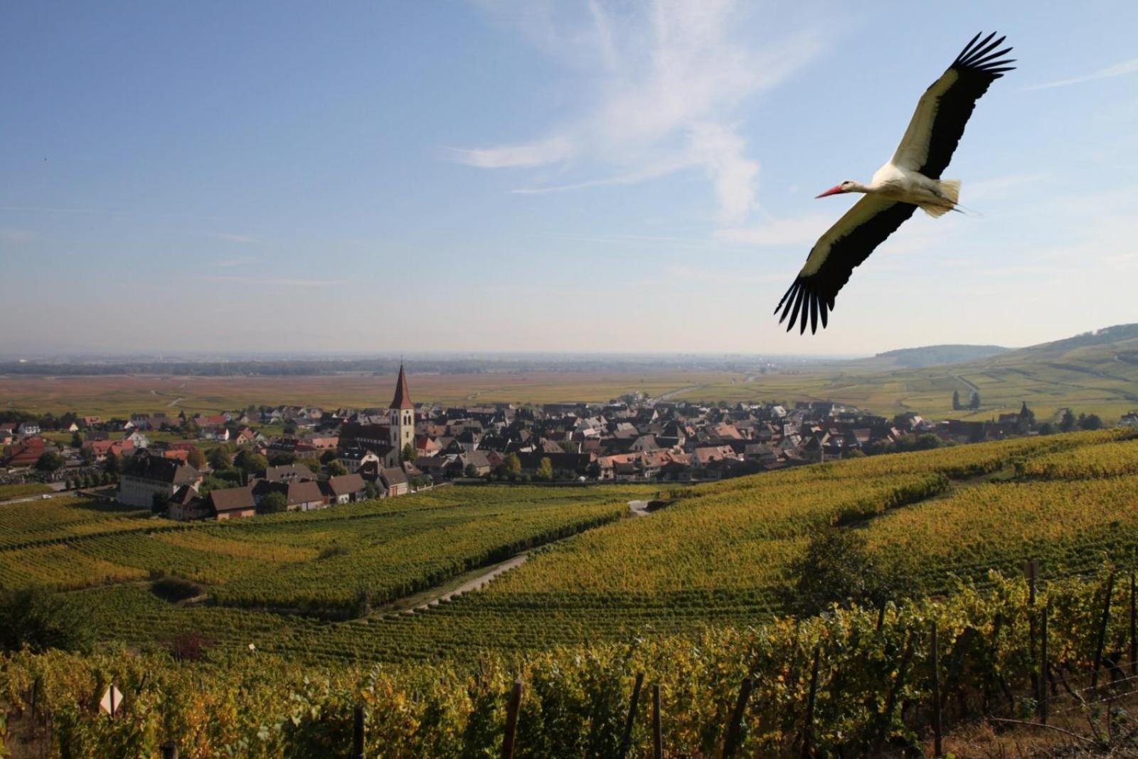 Les Chambres Du Vignoble Ammerschwihr Exteriör bild